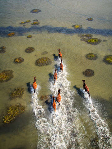 Shackleford Wild Horses