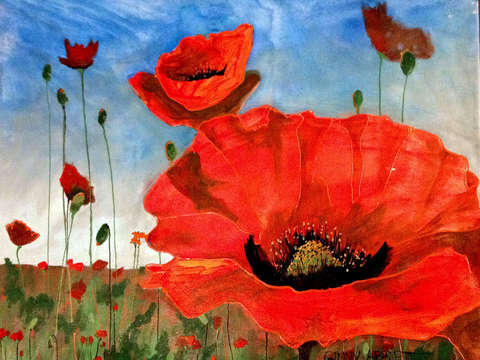 Red poppies