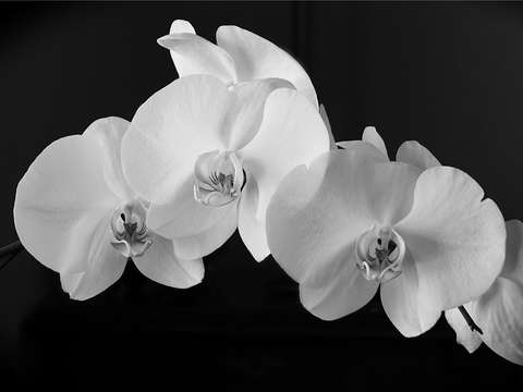 Butterfly Orchids III