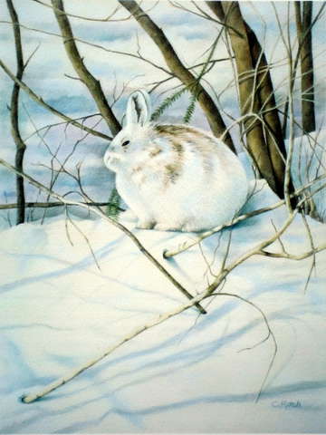 Snow hare
