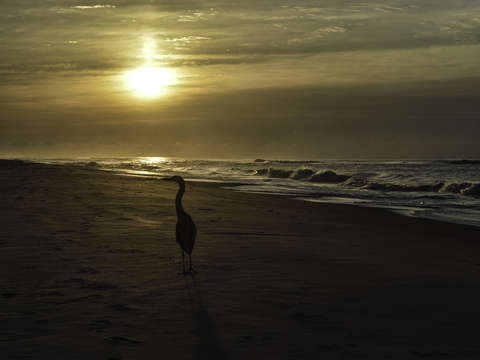 Heron shadows