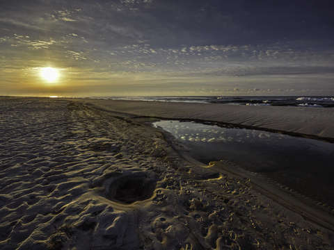 Tracks in the sand