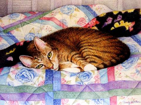 Cat Nap I