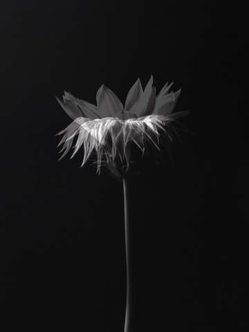Gazania composite