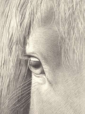 Horse eye