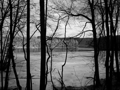 The Sacred Grove