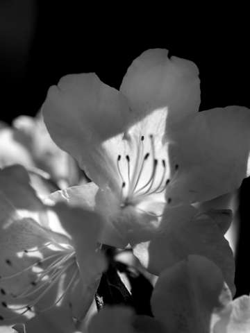 Azalea in black and white