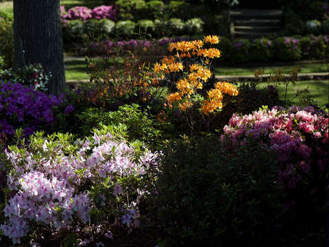 Spring color
