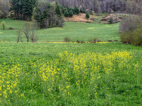 Mountain meadow