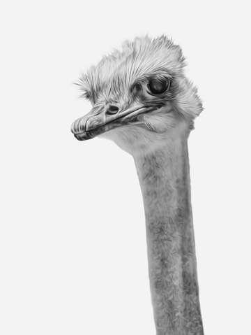 Whats up? (the ever inquisitive Ostrich)