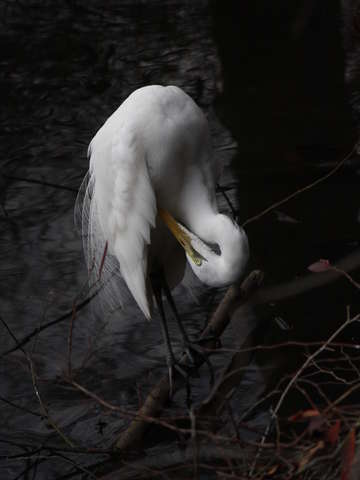 White heron no3