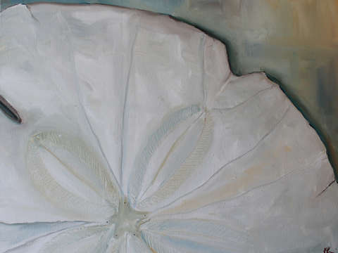 Sand dollar 2 2