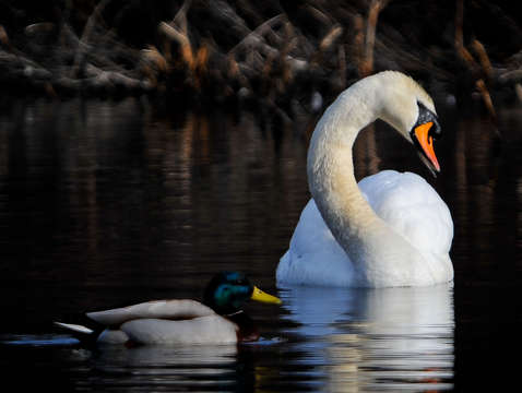 Swan mallard
