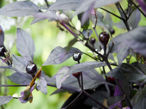 Berry closeup