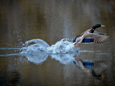 Mallard take off