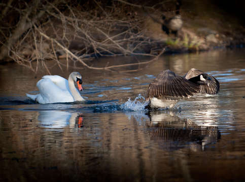 Swan chase
