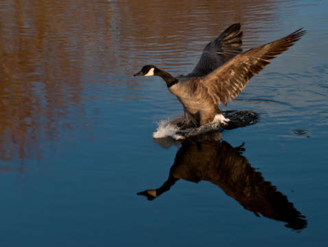 Canadian Goose