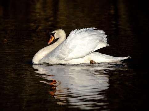 Swan 4
