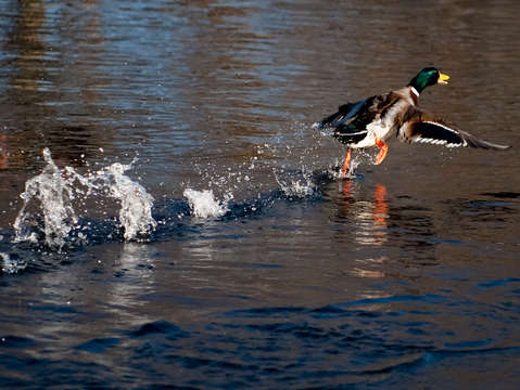 Mallard walk on water
