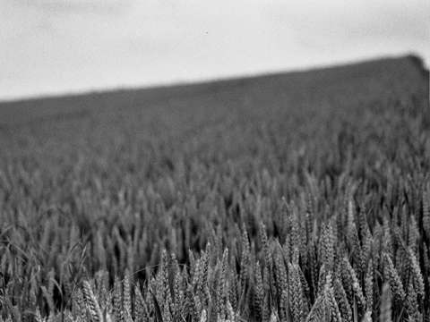 Wheat in the French Countryside I