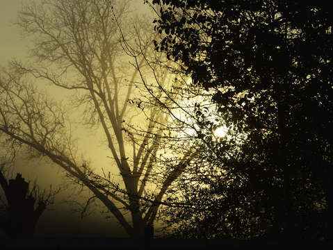 Foggy in the trees