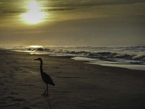 Heron on the Beach