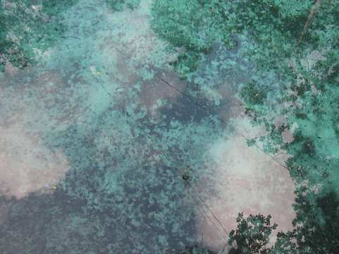 Cenote