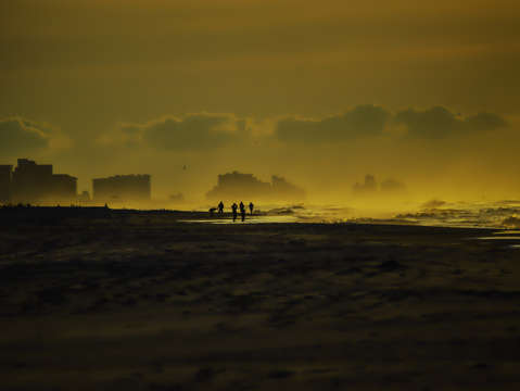 Creatures on the beach