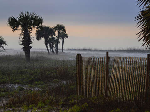 Foggy morning in the palms