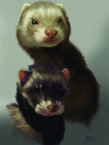 Ferrets