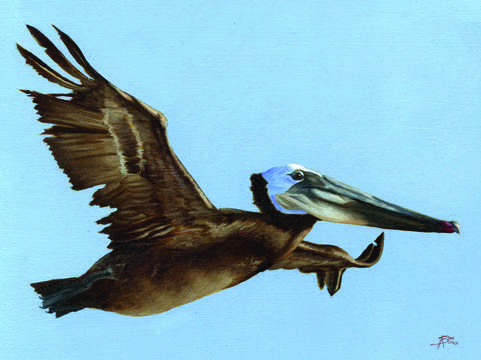 Pelican
