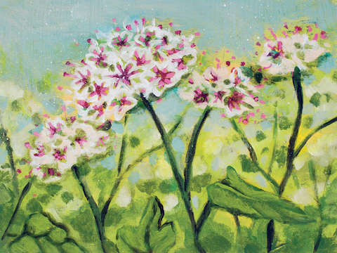 Buckwheat flowers