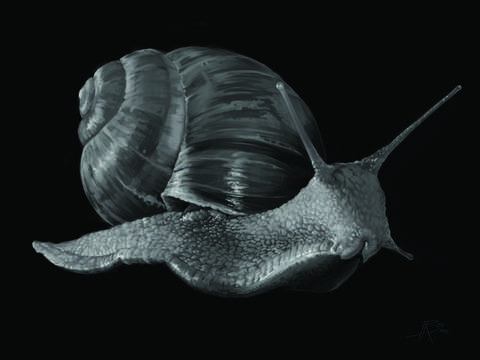 Snail