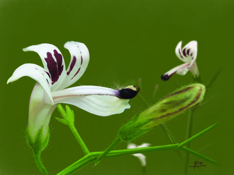 Andrographis paniculata
