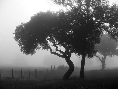 Landscape with oak trees in a foggy sunrise