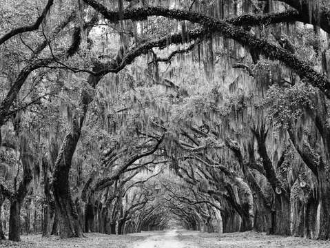 Avenue of the oaks savannah