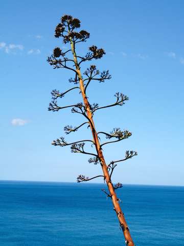 Coast of cinque terre