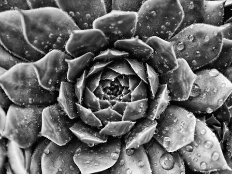 Succulent with raindrops