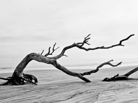 Bent Tree on Driftwood Beach