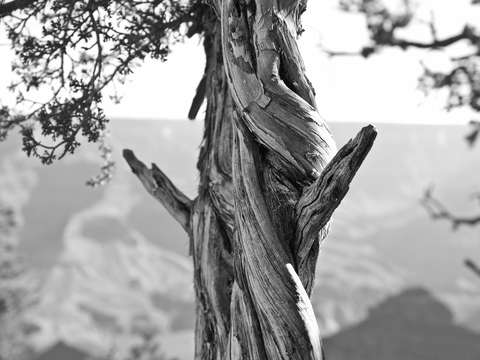 Twisted tree at the grand canyon