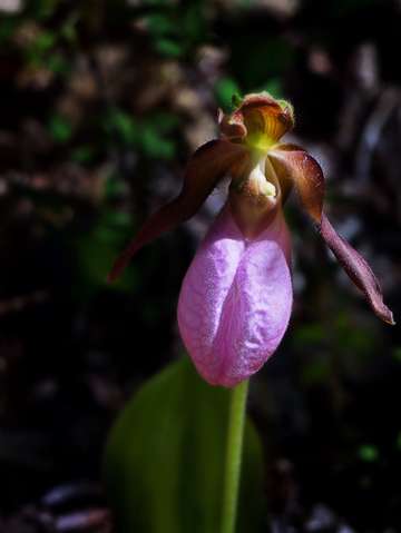 A lady slipper