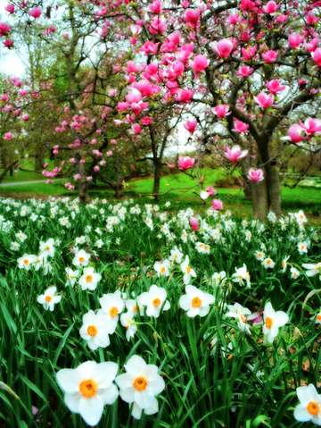 Magnolia dream