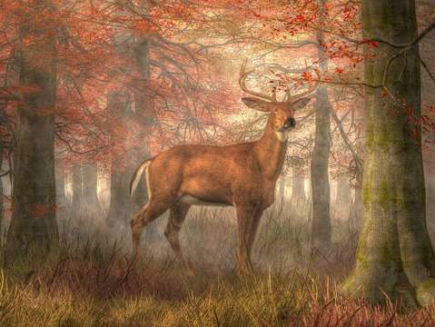 Fall Buck