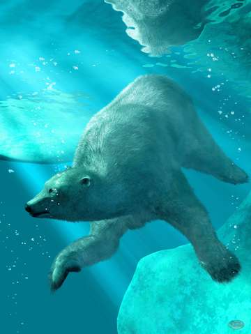 Polar bear underwater