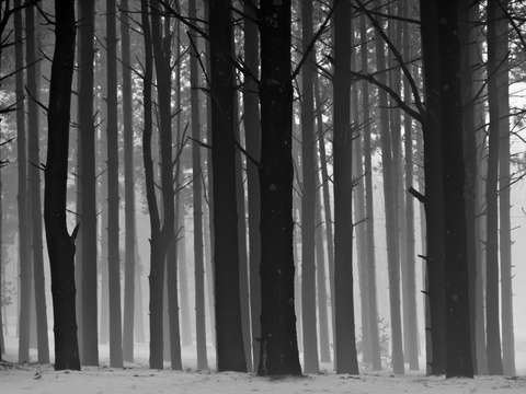 The enchanted forest