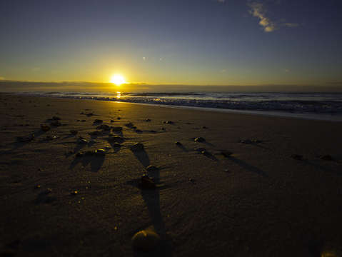 Shells closeup on the beach