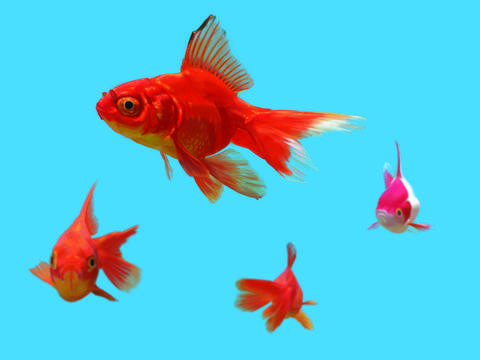 Goldfish