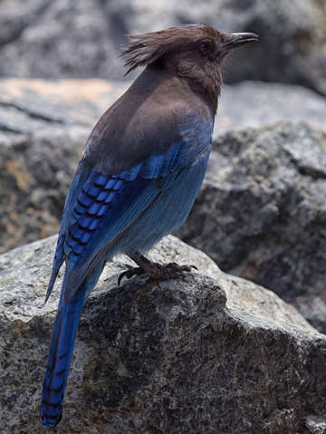 Steller Jay