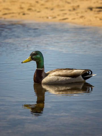 Duck reflection