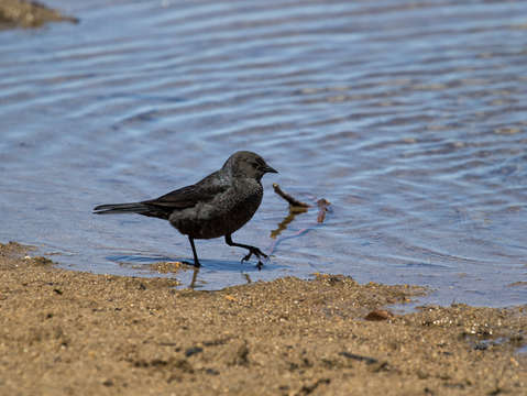 Black bird